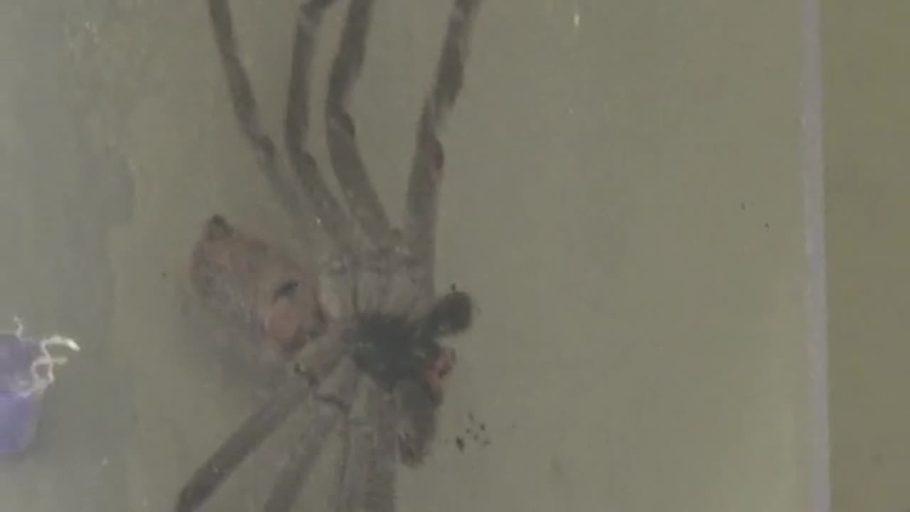 could you handle this