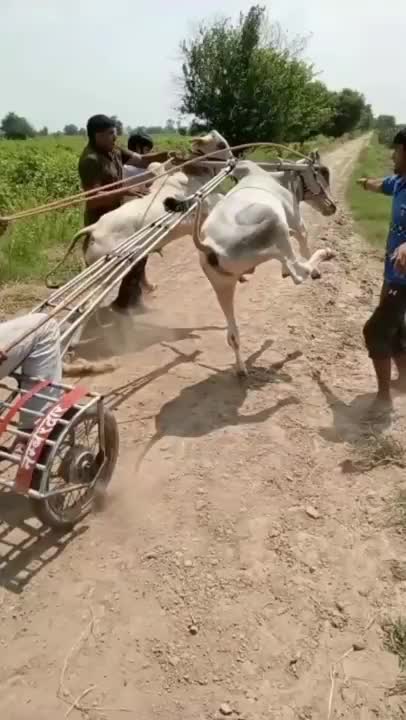 Gr liton best fun TV, Funny Video Clips # - 97