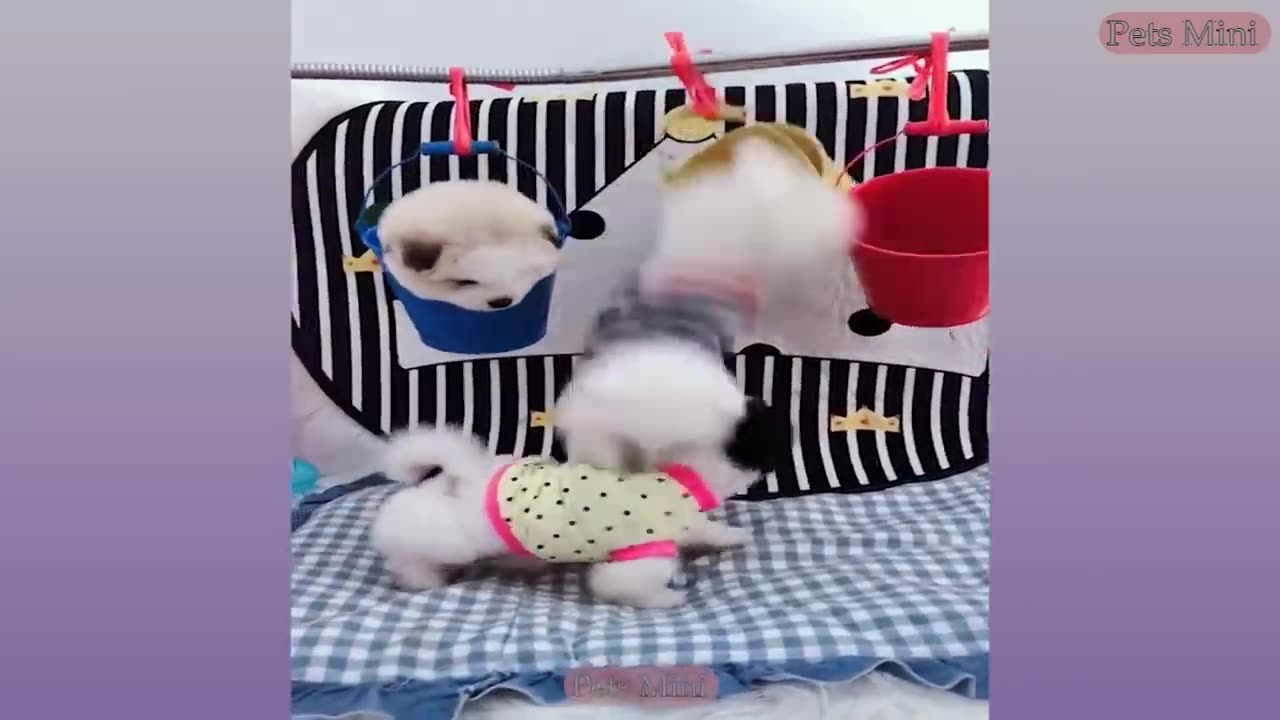 Funny and Cute Dog Pomeranian 😍🐶| Funny Puppy Videos