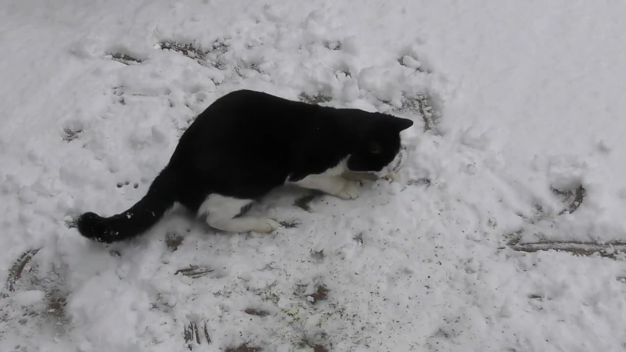 Cat Vs Snow