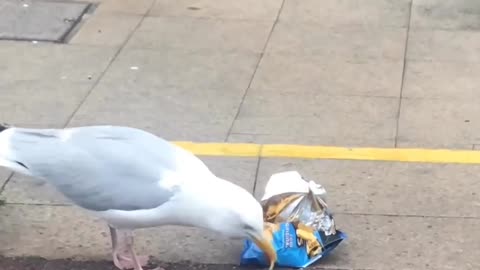 Shoplifting seagull 😂