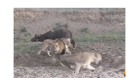 Lions fights and their favorite meal got away😂🤣🤣