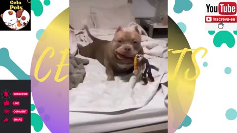 Celo Pets - Animais Engraçados Funny Animals Channel 🐶🐱