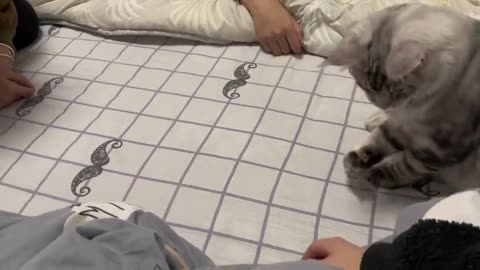 Cat playing with human