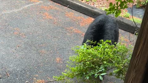 Man Finds Black Bear at His Front Door