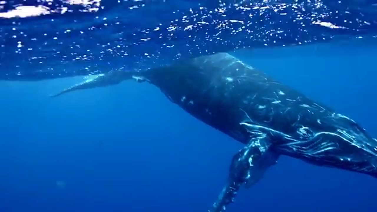 クジラ大接近！水中ホエールウォッチングin沖縄