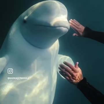 Beautiful Beluga whales
