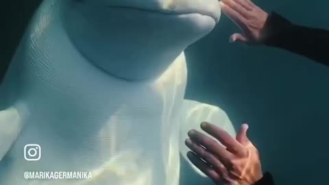 Beautiful Beluga whales