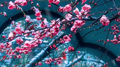 🔴 Relaxing Music 24/7, Sleep Music, Stress Relief Music, Spa, Meditation, Yoga, Zen, Sleeping Music
