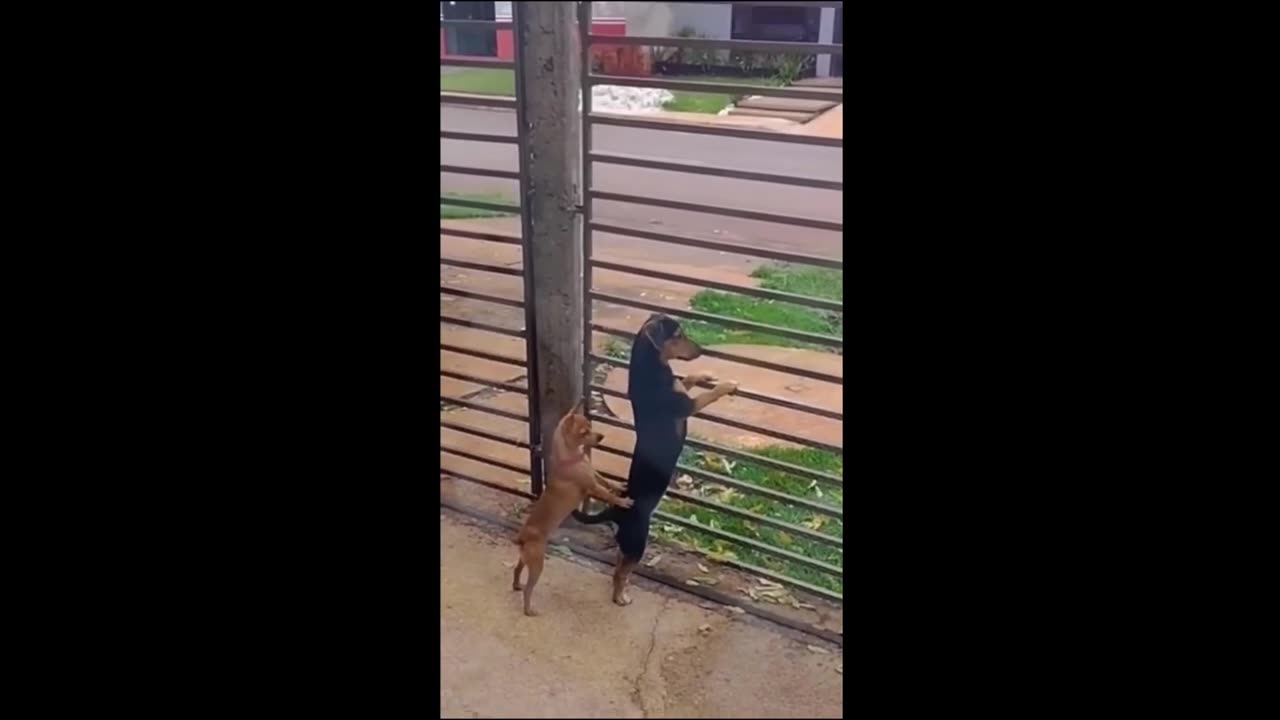 Funny cat hapyy