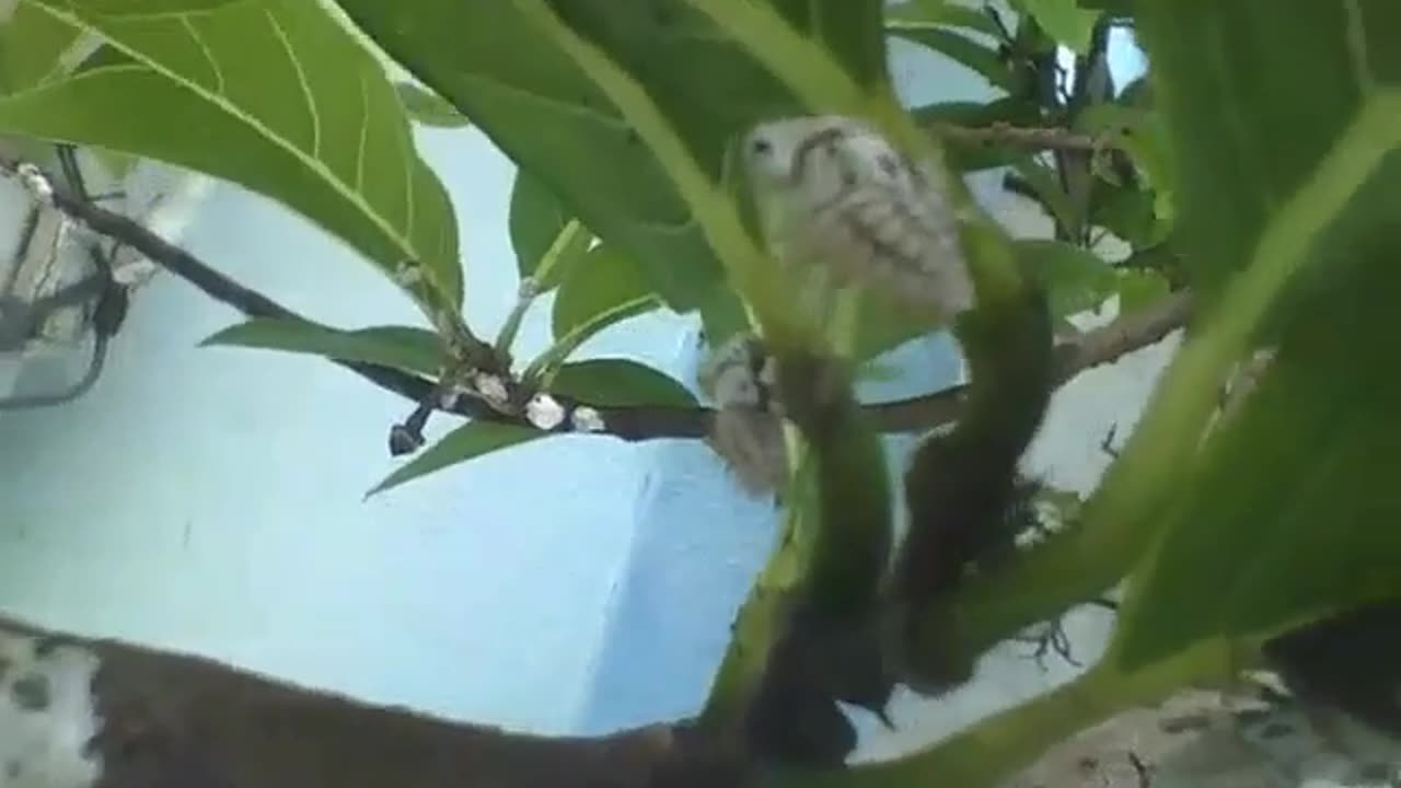 Mealybugs, treehopper and ants in the branch of tree next to leaves [Nature & Animals]