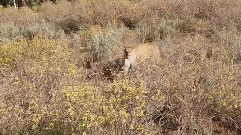 Mountain Lion stalks elk hunter in Idaho warning shots.