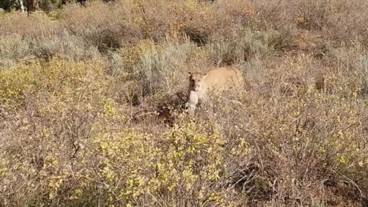 Mountain Lion stalks elk hunter in Idaho warning shots.