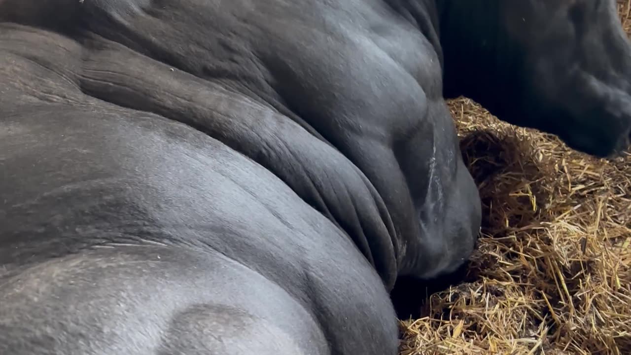 Large Bull Rests