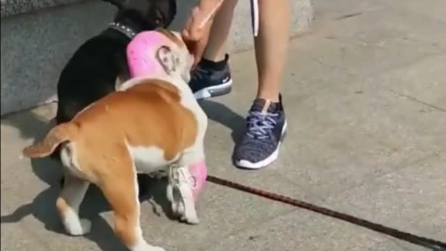 Puppies Cute and Funny Dog Videos Compilation