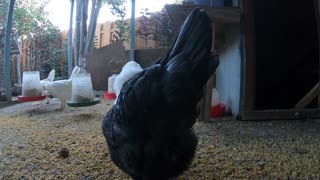 Backyard Chickens Morning Fun Relaxing Video Sounds Noises Hens Clucking Roosters Crowing!