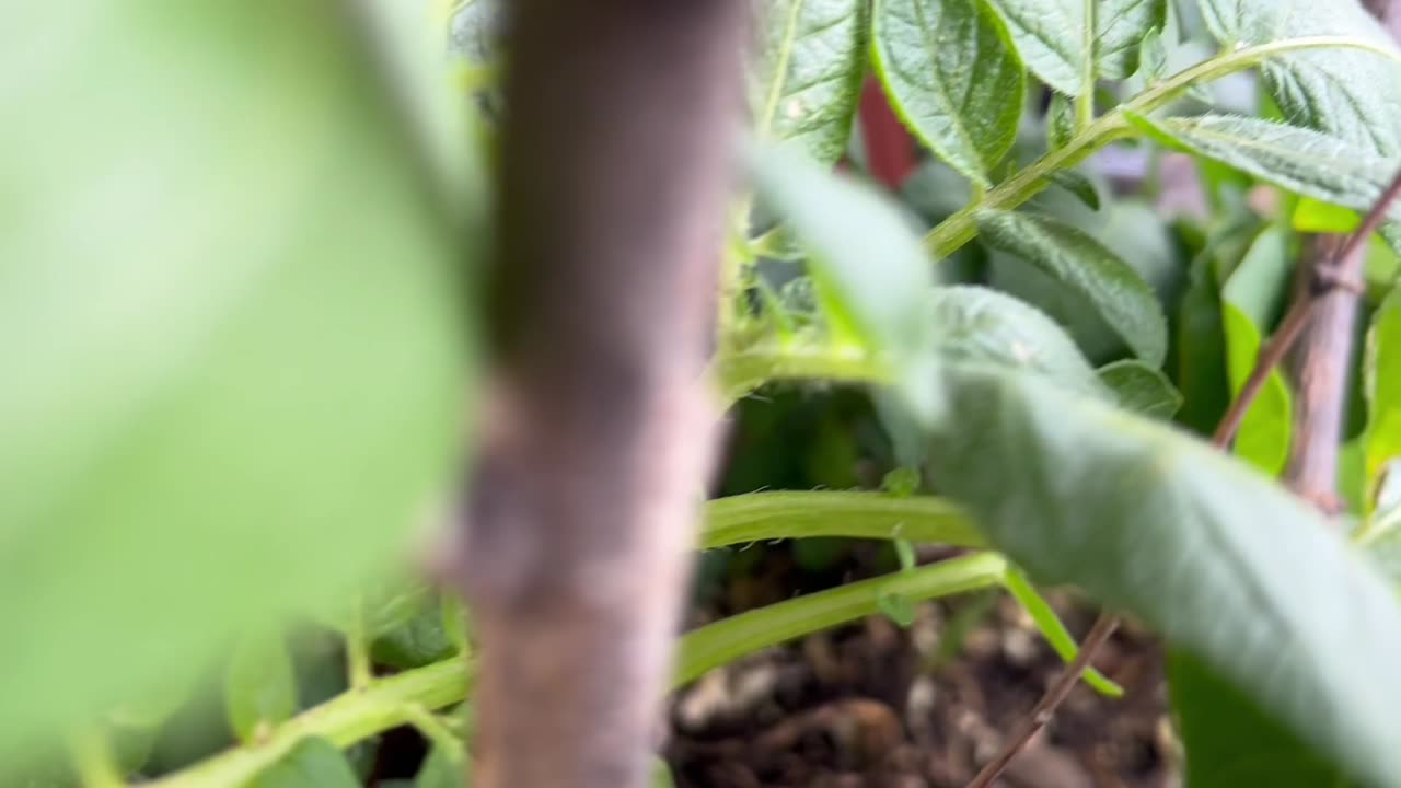 Update potato growth in container