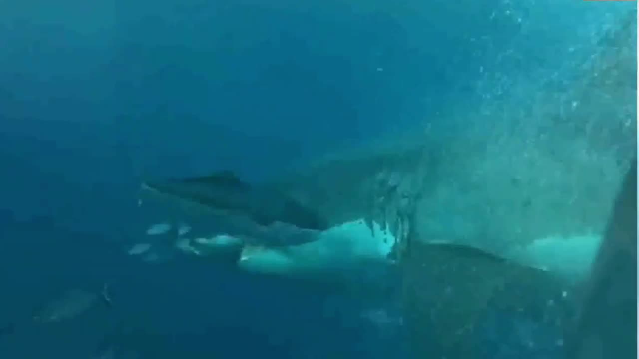 when one shark attacks another