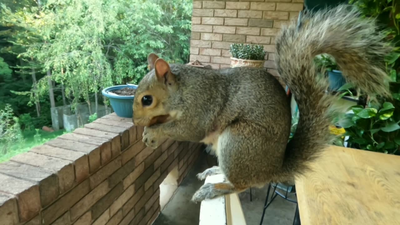 Mika The Squirrel 🐿️❤️ makes me happy everytime she visits me