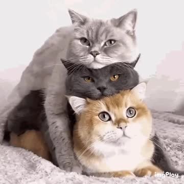 Cute Cat Gif