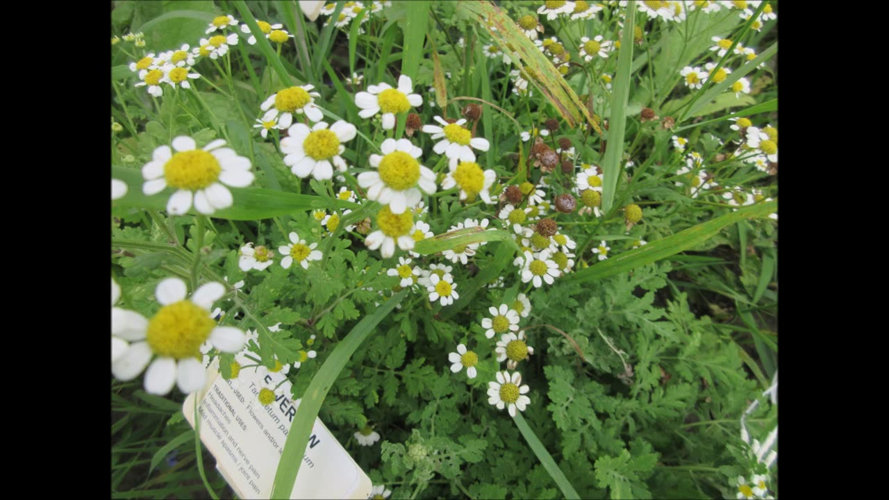 AKA Wild Chamomile Feverfew July 2024