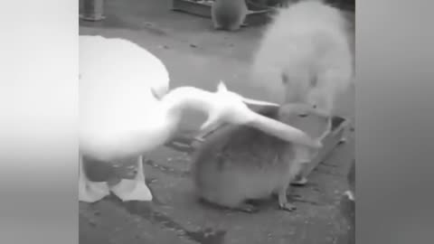 big eye pelican tries to devour capybara