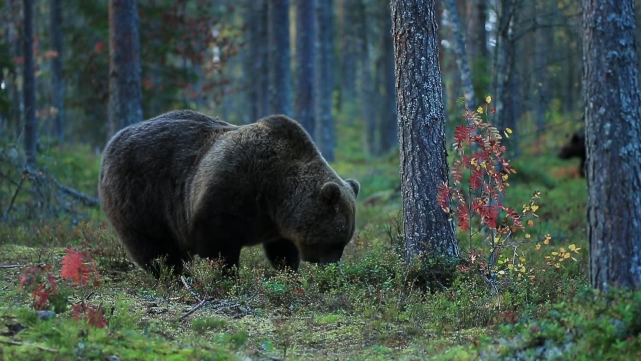 This family of bears put together is amazing