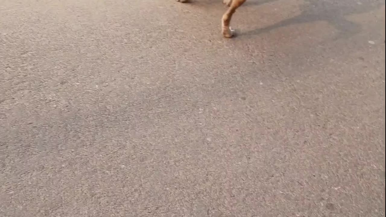 Street Dog And Puppies || Playing Around The Village