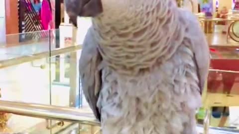 Lovely And Full OF Fun My Talking Parrots Family