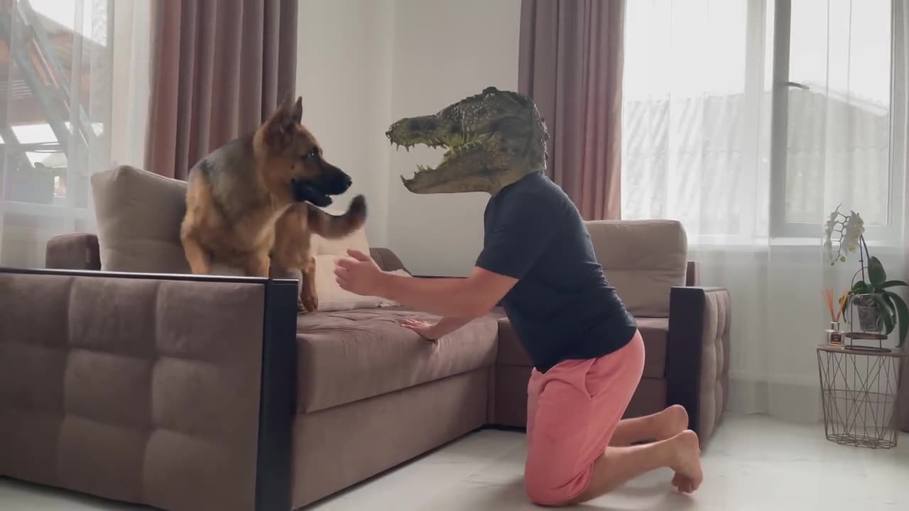 German Shepherd Pranked By Crocodile Mask!