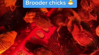 Brooder chicks at Kenzie Gamefarm