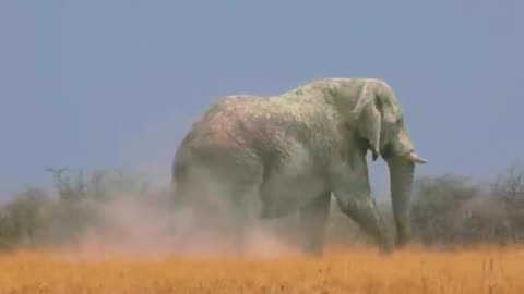 Giant Elephant in national park