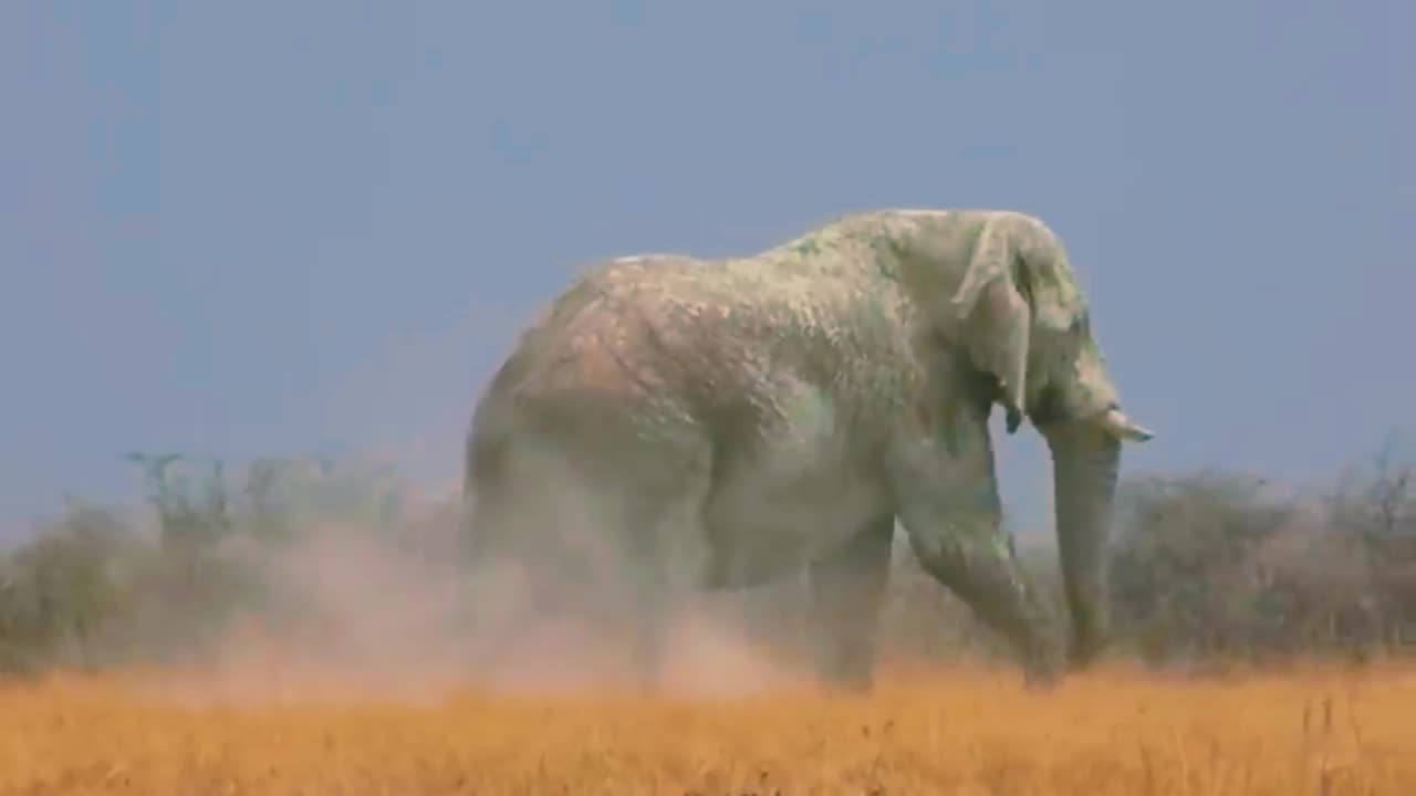Giant Elephant in national park