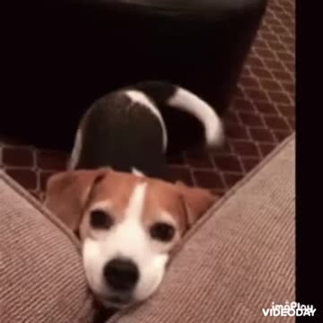 Cute Dog Gif