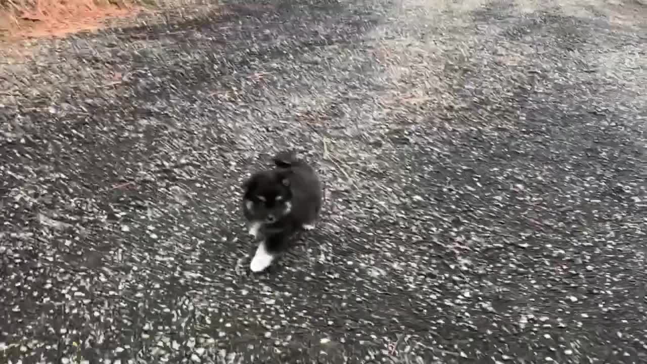 Best Bowtie Pomsky Love - Felix Pomsky Boy Is Having Fun Outside