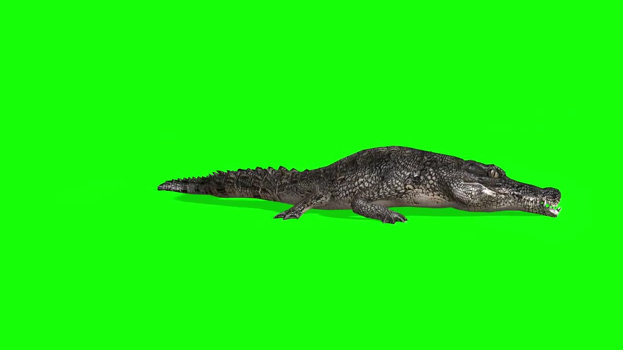 Alligator green screen