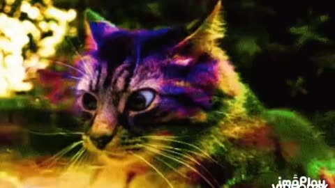 Dank Cat Gif