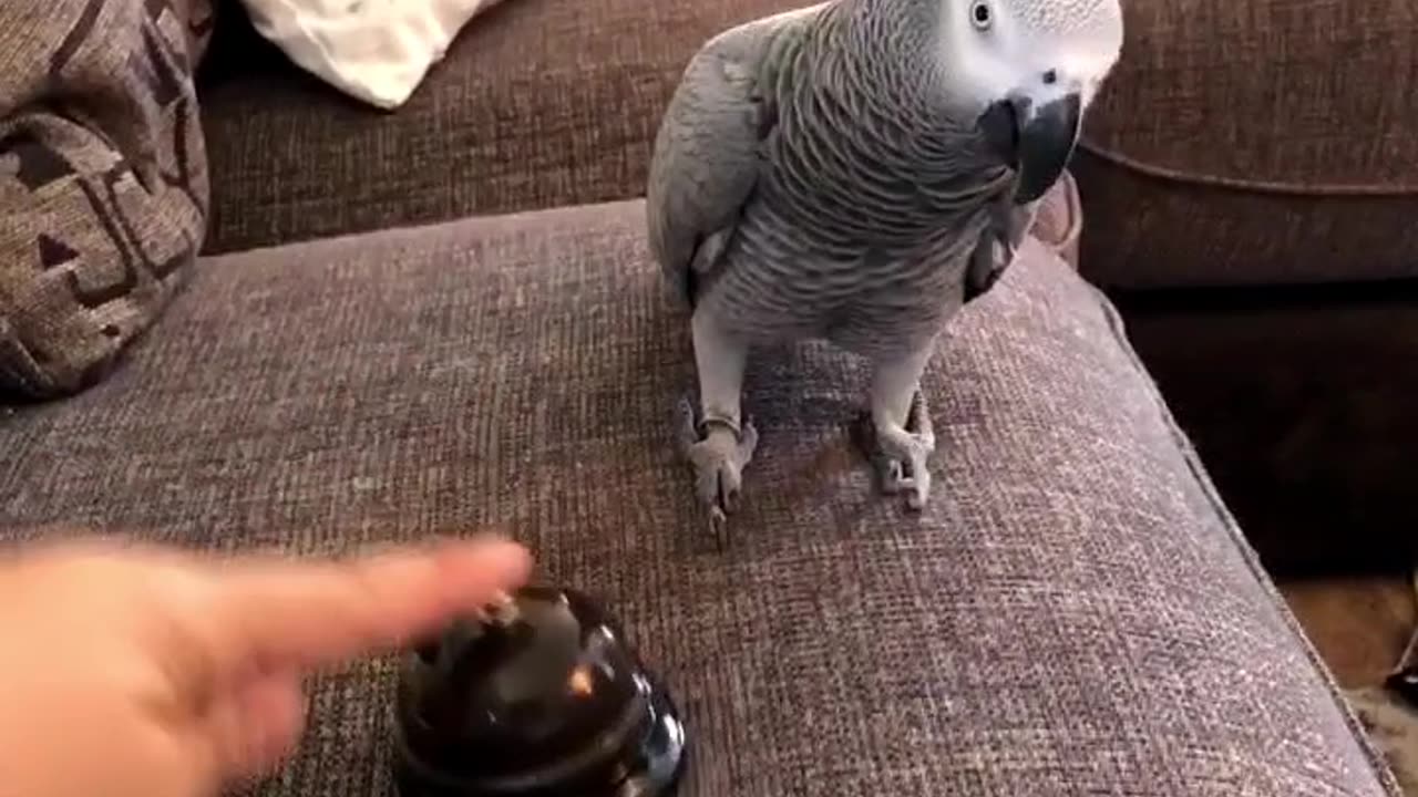 Parrot Has Had Enough of the Bell