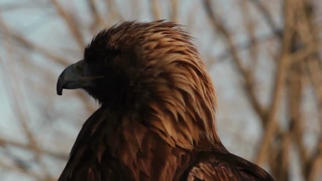 Golden Eagle | 4K | Hawk | Birds | Fight | Copyright_Video