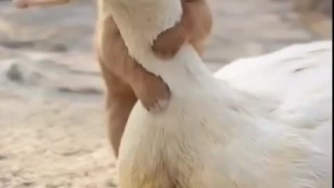 Cute Animals Dog and Duck Loving