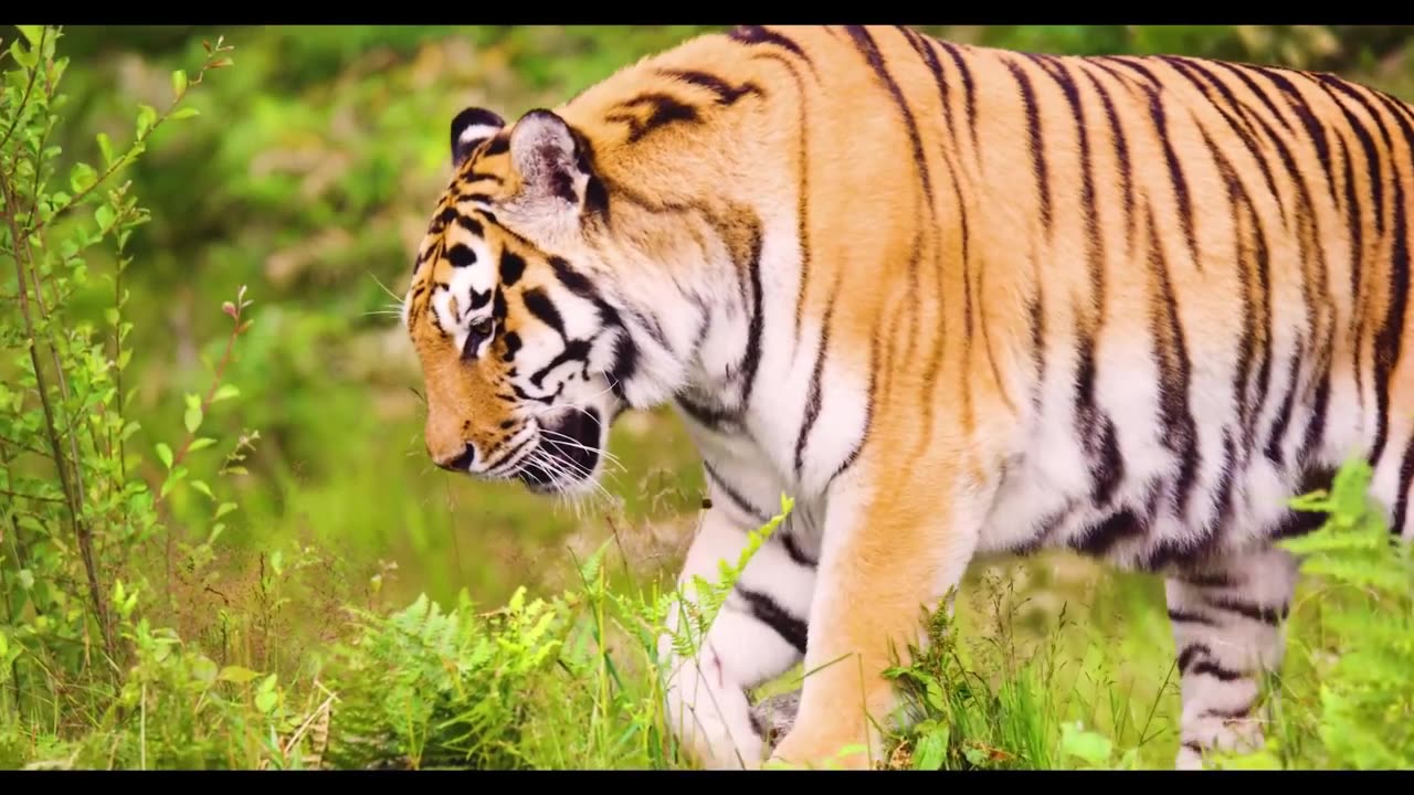 beautiful tigers close up