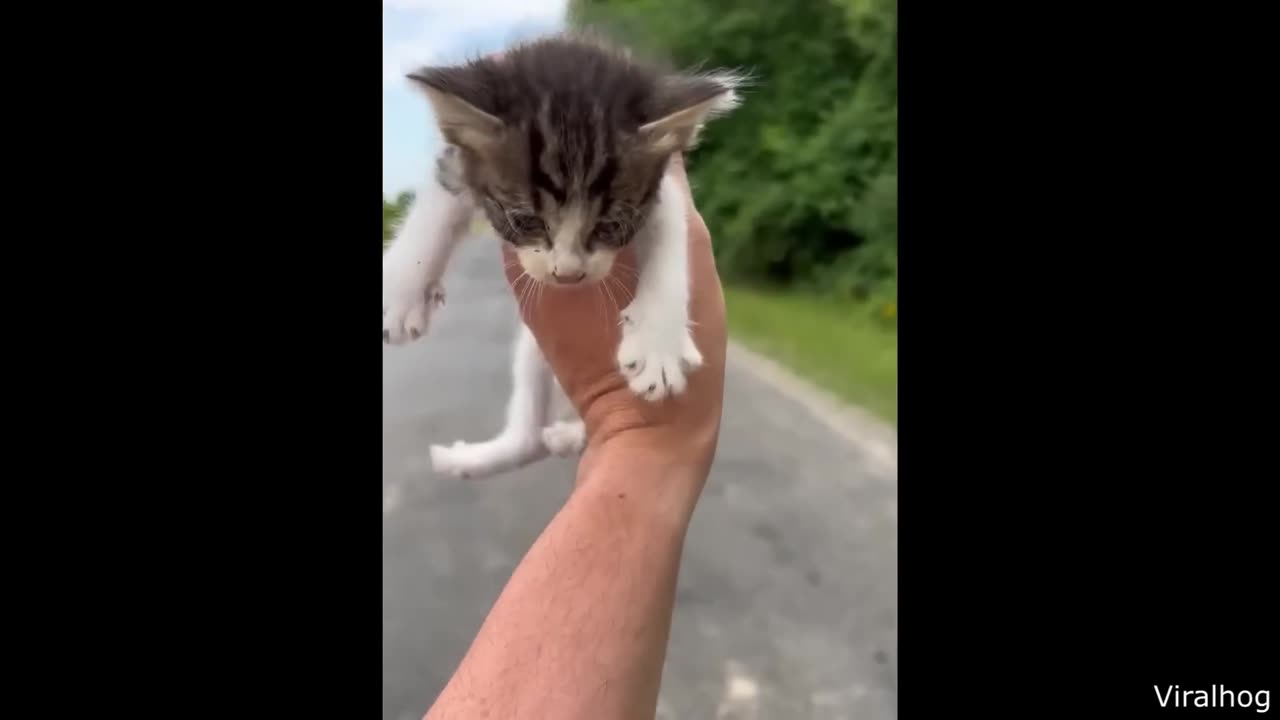 Cats Having a Day Out