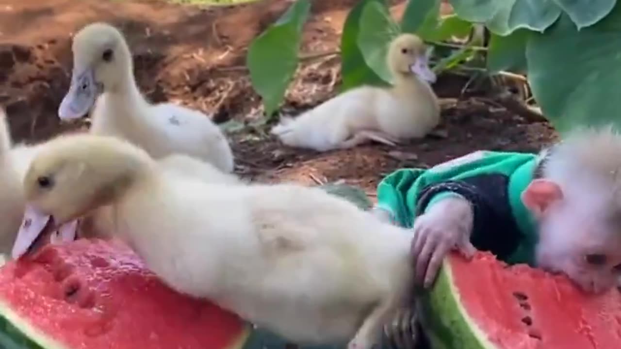 Eating watermelon with friends..🐒🐥🍉😍