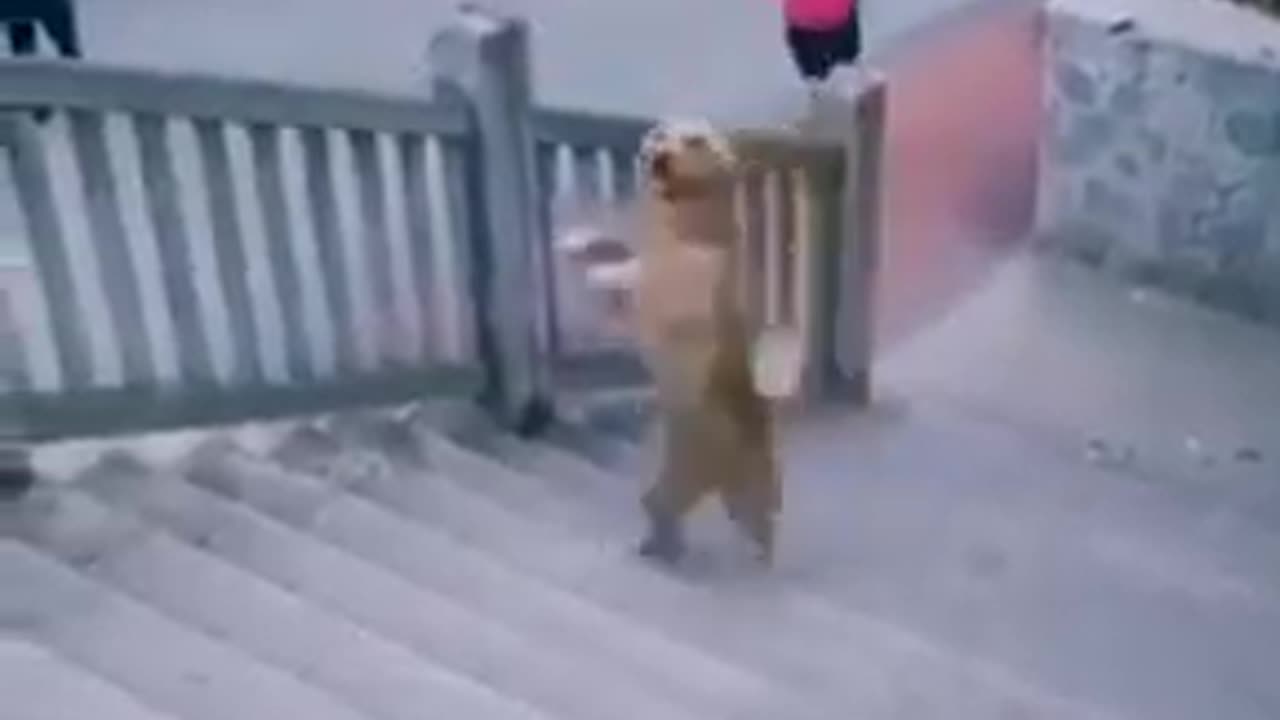Dog Walking Like a Human #shorts #viral #shortsvideo #video
