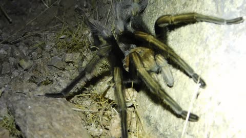 Adult Male Tarantula in the Wild - Aphonopelma prenticei