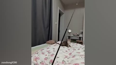 funny cats