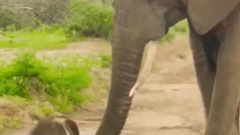 Baby elephants. Feeling the Holy Spirit for the First time