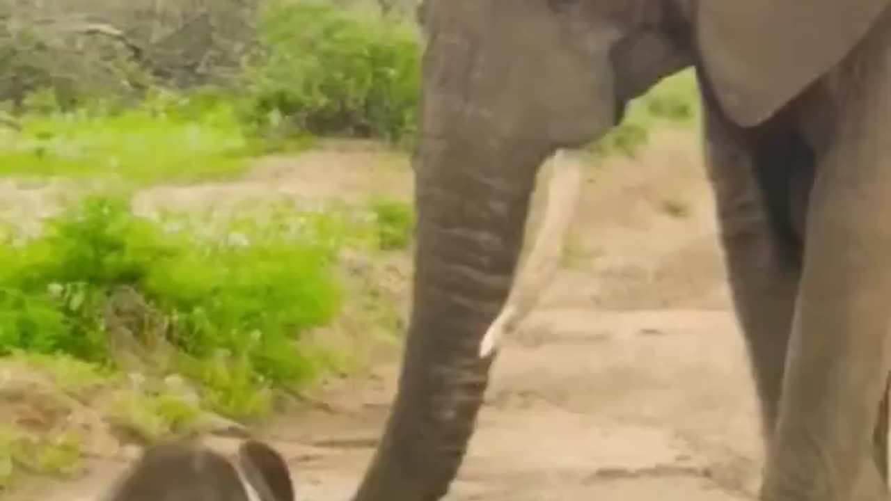 Baby elephants. Feeling the Holy Spirit for the First time