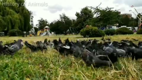 funny animal video