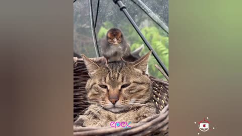 funny moment cats